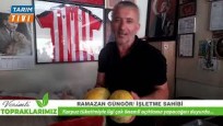 Süreyya Kavunu Tezgâhlarda Yerini Aldı