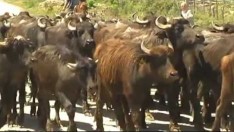 Doğan, “Özür yetmez İstifa etmeli”