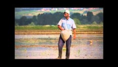 PİRİNCİN HİKAYESİ