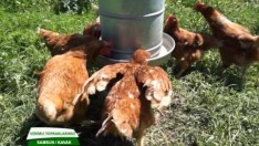 SALMA TAVUK KAVAK  BÖLÜM 1