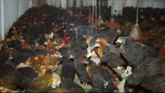 SALMA TAVUK KÖYLÜM TAVUKÇULUK