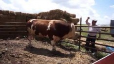 Verimli Topraklarımız Alaca Bugün Tanıtım