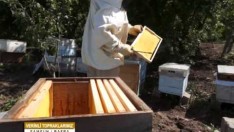 ARICILIĞIN PÜF NOKTASI KÖY TV DE