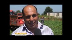 KARA KARPUZ BAFRA MEHMET BİLGİÇ