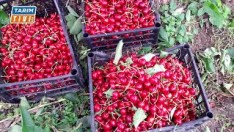 Kiraz’da hasat sonrası besleme