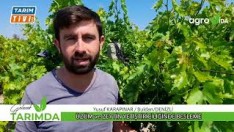 ZEYTİN ve ÜZÜM ÜRETİCİSİ NE DEDİ