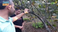 Fındık Üreticisine Dikkatine!.