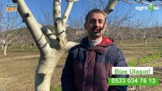 Ceviz ağaçlarındaki kanseri nasıl yendi ?