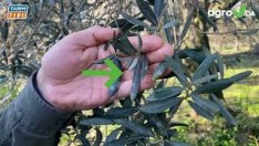 ZEYTİNDE HALKALI LEKEYE DİKKAT!..