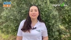 ZEYTİN ÜRETİCİLERİNİN DİKKATİNE!