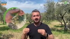 ZEYTİNDE 4 UYGULAMA ZAMANI