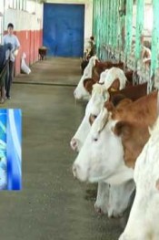 KÖYLÜ SORUYOR | 18.05.2016 | 2.BÖLÜM