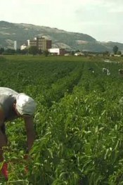 KÜTAHYA KİMYA verimli topraklarımız