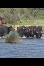 MANDACILARDAN BALCIYA TEPKİ