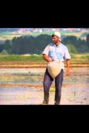 PİRİNCİN HİKAYESİ