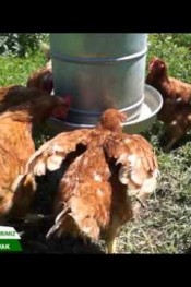 SALMA TAVUK KAVAK  BÖLÜM 1