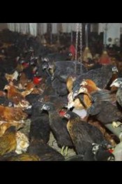 SALMA TAVUK KÖYLÜM TAVUKÇULUK