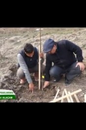 UZMANINDAN CEVİZ DİKİMİ