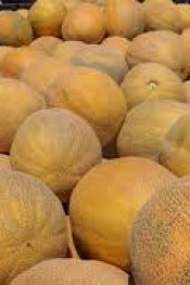 Bafra’ da Karpuz Hasadı Başladı.