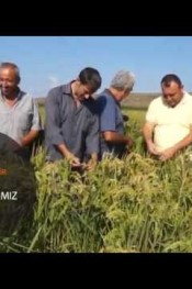 ÇELTİK ÜRETİMİNDE EZBER BOZULDU