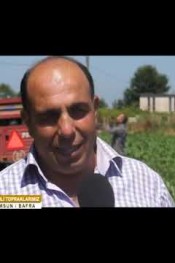 KARA KARPUZ BAFRA MEHMET BİLGİÇ