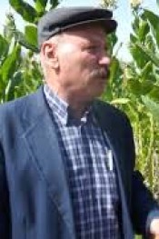 GÜMÜŞHACIKÖY’DE TÜTÜN ÜRETİMİ