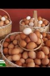 Salma tavukçuluk için gerekli bilgiler