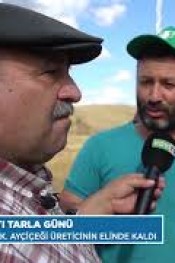 Ayçiçeği Üreticisi Dertli