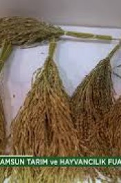 AYER TOHUM SAMSUN FUARINDA