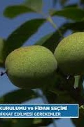 CEVİZ FİDANI ÇEŞİT SEÇİMİ !