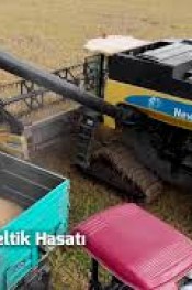 Damla Sulama Çeltik Hasatı (Samsun – Bafra)