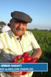 Kırmızı Kapya Biberde erken olgunlaşma