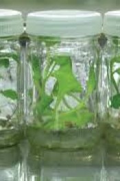 TOHUMCULUKTA AVRUPA’DA SÖZ SAHİBİYİZ.