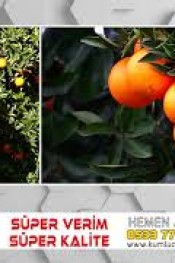 Portakal’da Süper Enerji