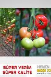 SÜPER ENERJİ İLE DOMATES TARİMTİVİ COM