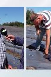 170 Bin Çilek Fidesi Toprakla Buluştu