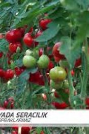 Bu Domatesin Adı da Tadı da bir başka