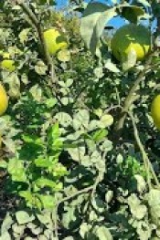 Bu Kavunu her derde deva