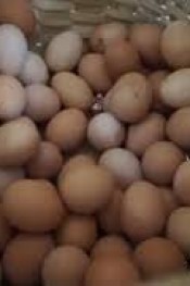 ÇAKALLI MELEMENİNİN SIRRI