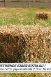 ÇELTİK TARLASINDAN 2. ÜRÜNÜ ALDI