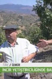 İNCİR AĞACINDA ÇELİK MARAZI ve ÇÖZÜM YOLU