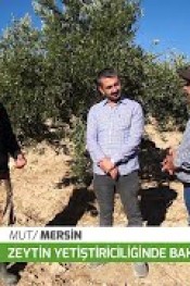 MUT’ TA ZEYTİN ÜRETİCİSİ DERTLİ