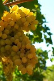 ÜZÜM BAĞINDA 2. UYGULAMA 2022