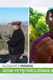 ÜZÜM BAĞLARI YENİ SEZONA HAZIRLANIYOR!