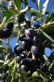 Zeytin bahçelerinde bahar uygulamaları