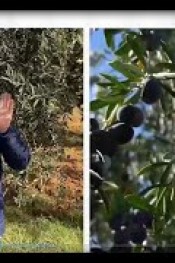 ZEYTİNDE ŞUBAT AYI UYGULAMASI