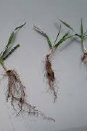 BUĞDAY ÜRETİCİSİ UYARILIYOR!