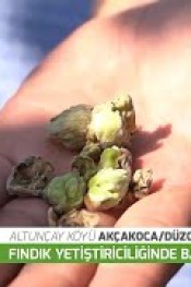 Fındık ‘da Kozalak Akarına Dikkat!..