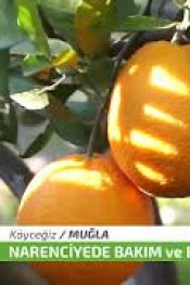 NARENCİYE ÜRETİCİSİNİN DİKKATİNE !