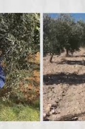 Zeytin Üreticilerinin Dikkatine